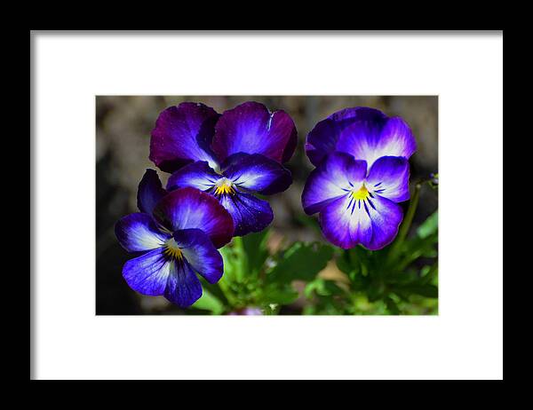 Pansy Framed Print featuring the photograph 3 Pansies by Kathleen Stephens