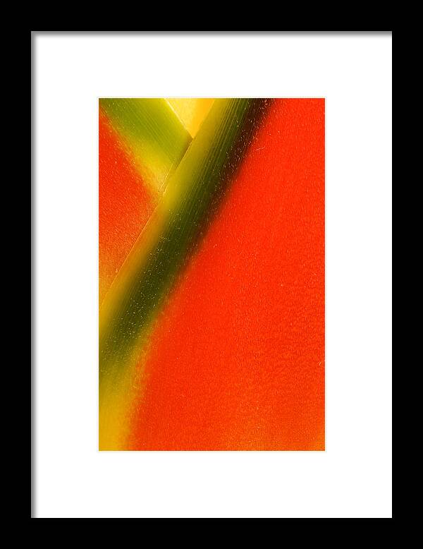 Flowers Framed Print featuring the photograph Photograph of a Lobster Claws Heliconia #3 by Perla Copernik
