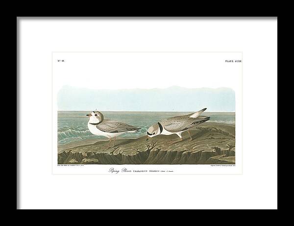 Piping Plover Framed Print featuring the painting Piping Plover #3 by John James Audubon