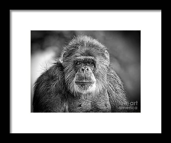 Portrait Of An Elderly Chimp Framed Print featuring the photograph Portrait of an Elderly Chimp #3 by Jim Fitzpatrick