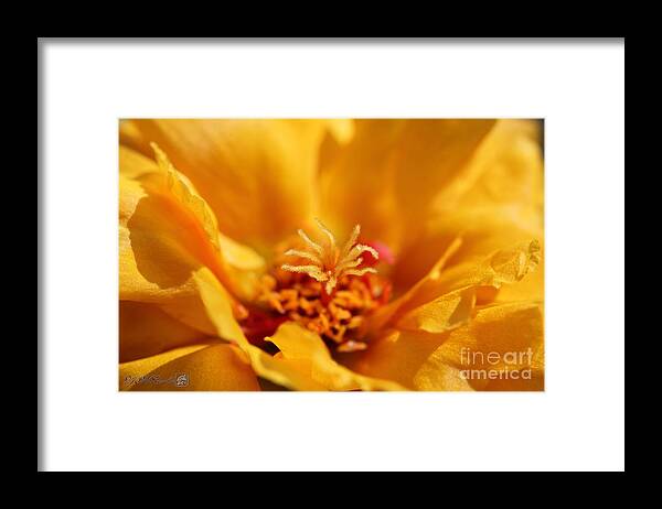 Mccombie Framed Print featuring the photograph Portulaca named Sundial Gold #5 by J McCombie