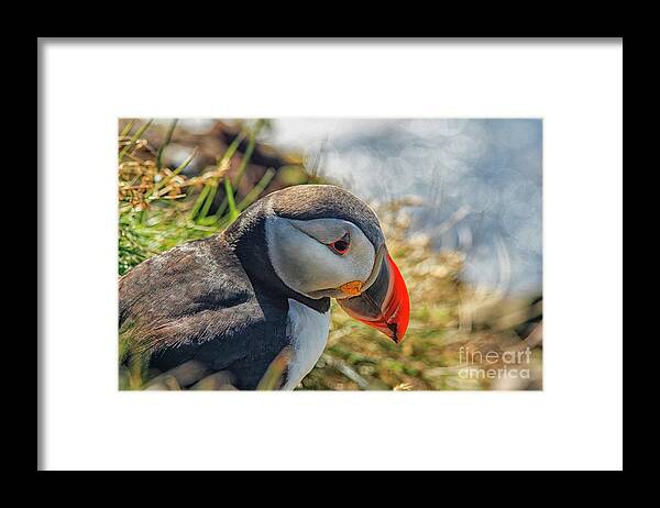 Atlantic Framed Print featuring the photograph Puffin by Patricia Hofmeester