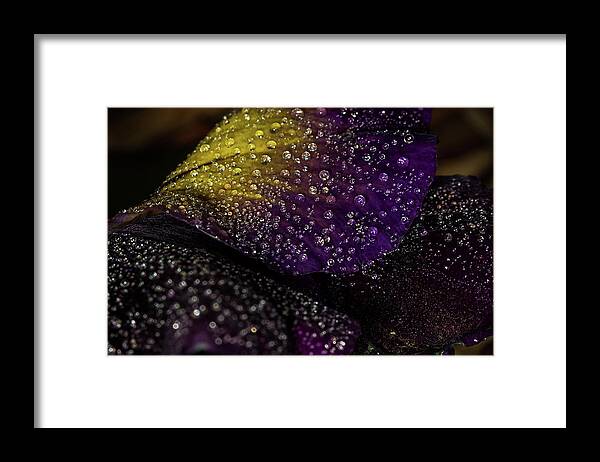 Jay Stockhaus Framed Print featuring the photograph Purple and Yellow #3 by Jay Stockhaus
