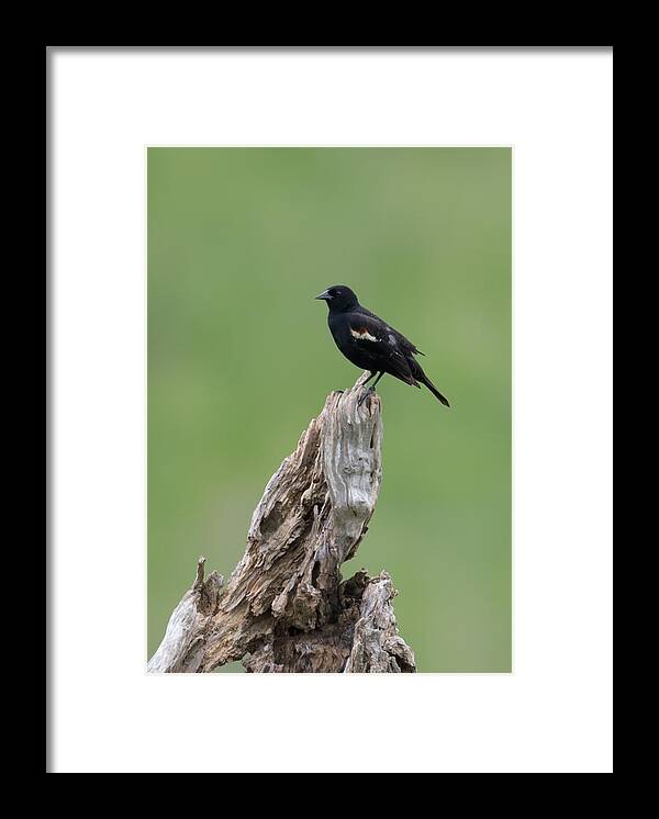 Red-winged Blackbird Framed Print featuring the photograph Red-Winged Blackbird #3 by Holden The Moment