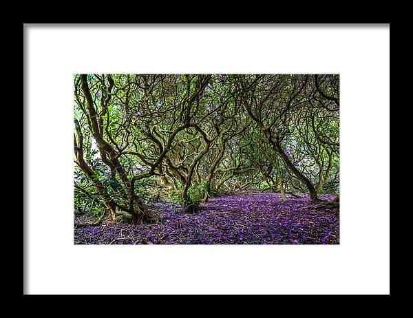 Rhododendron Framed Print featuring the photograph Rhododendron #3 by Elmer Jensen