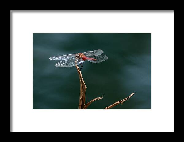 Flame Skimmer Dragonfly Framed Print featuring the photograph Serenity #3 by Fraida Gutovich