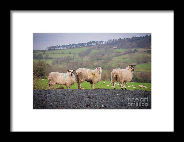 Blubberhouses Framed Print featuring the photograph Sheep #3 by Mariusz Talarek