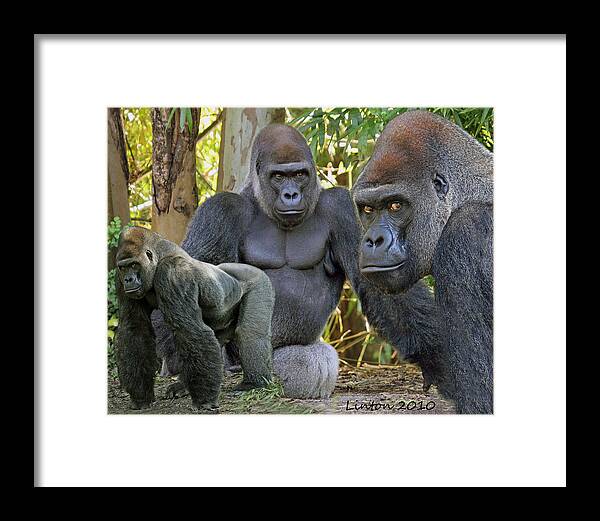 Silverback Gorilla Framed Print featuring the photograph Silverback Montage #3 by Larry Linton
