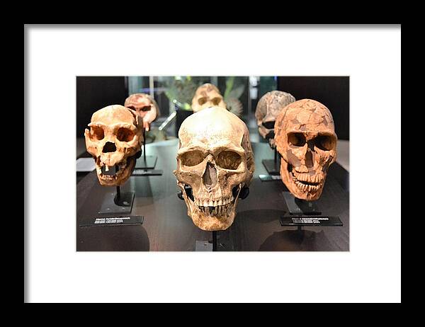 Skull Framed Print featuring the photograph Skull #3 by Jackie Russo