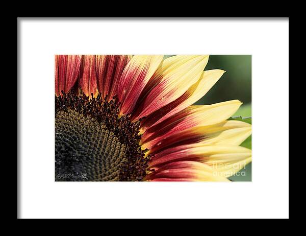 Mccombie Framed Print featuring the photograph Sunflower named Ruby Eclipse #3 by J McCombie