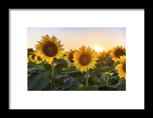 Ryan Heffron Framed Print featuring the photograph Sunflower Sunset #3 by Ryan Heffron