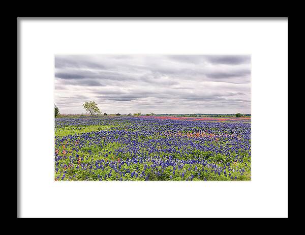 Texas Wildflowers Framed Print featuring the photograph Texas Wildflowers 2 by Victor Culpepper