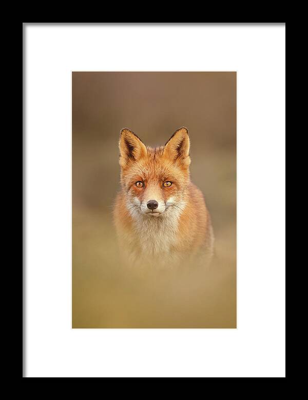 Red Fox Framed Print featuring the photograph That Foxy Face #3 by Roeselien Raimond