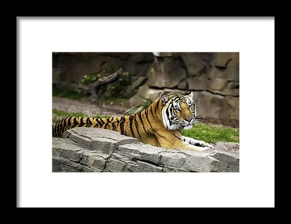 2010 Framed Print featuring the photograph Tiger #3 by Gouzel -
