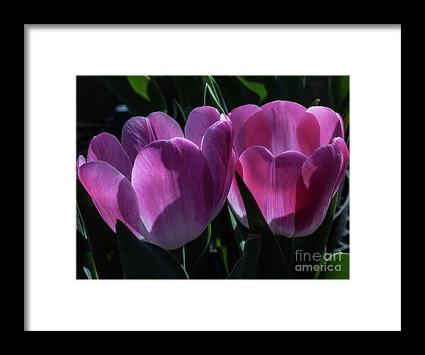 Pink Framed Print featuring the photograph Twins #4 by Doug Norkum