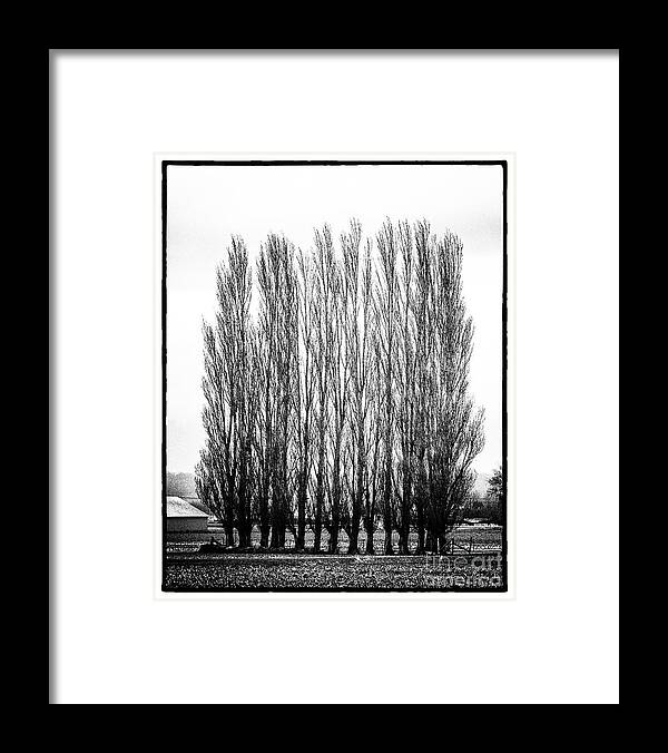 Trees Framed Print featuring the photograph Untitled #4 by John Greco
