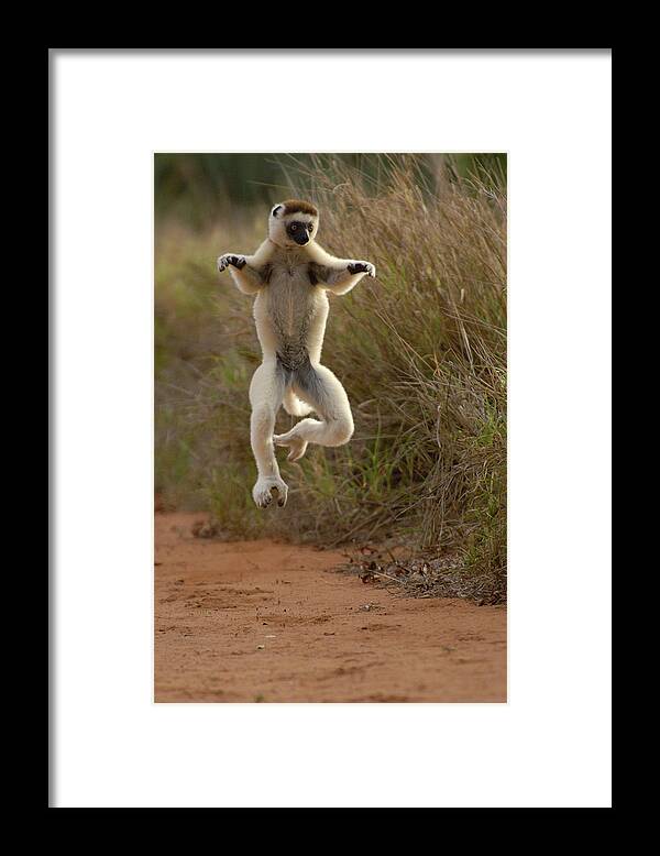 Mp Framed Print featuring the photograph Verreauxs Sifaka Propithecus Verreauxi #3 by Pete Oxford