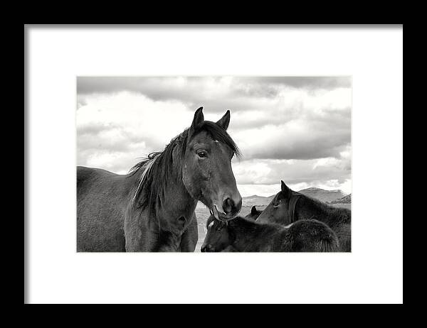 Virginia Range Mustangs Framed Print featuring the photograph Virginia Range Mustangs #3 by Maria Jansson
