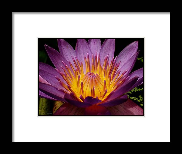Nymphaeaceae Framed Print featuring the photograph Water Lily #3 by Farol Tomson