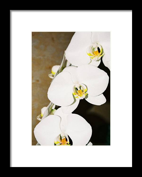 White Orchids Framed Print featuring the photograph 3 White Orchids by Lauri Novak