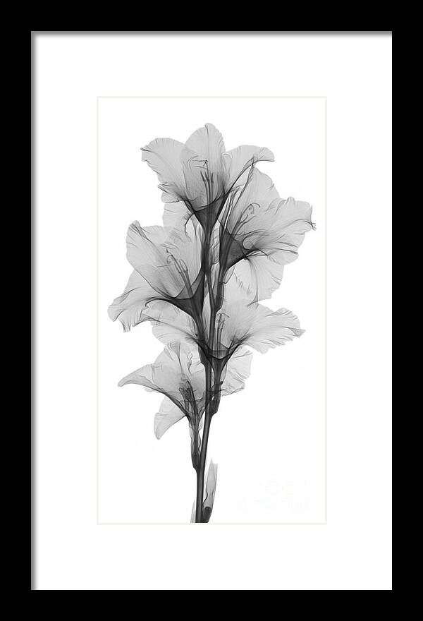 Xray Framed Print featuring the photograph X-ray Of A Gladiola Flower by Ted Kinsman