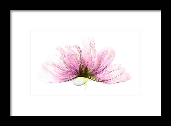 Xray Framed Print featuring the photograph X-ray Of Peony Flower #3 by Ted Kinsman