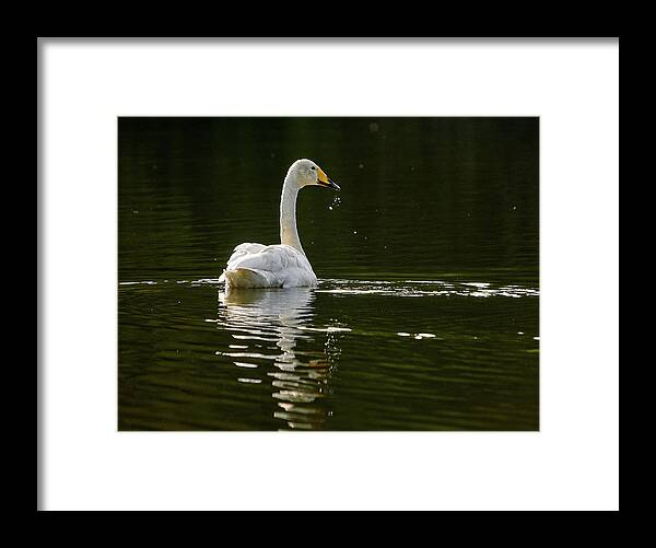 Lehtokukka Framed Print featuring the photograph Whooper swan #30 by Jouko Lehto