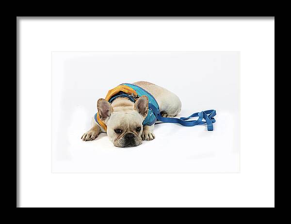 Therapet Framed Print featuring the photograph 3010.066 Therapet #3010066 by M K Miller