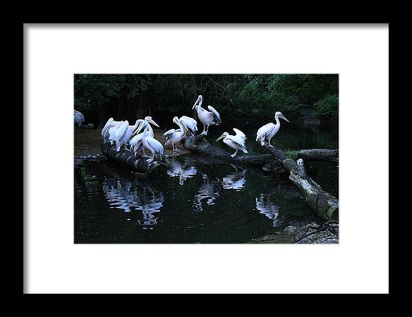 Bird Framed Print featuring the photograph Bird #31 by Jackie Russo