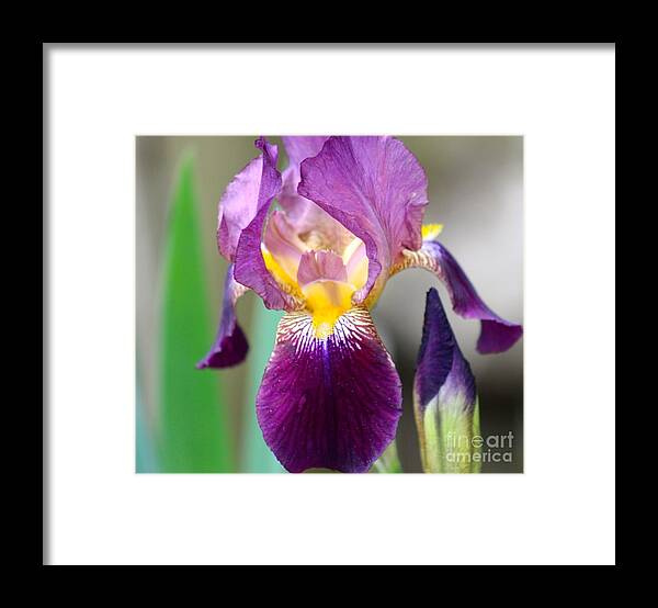 Spring Framed Print featuring the photograph Flowers by Deena Withycombe