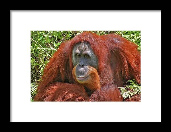 Bonnie Framed Print featuring the photograph 31- Orangutan by Joseph Keane