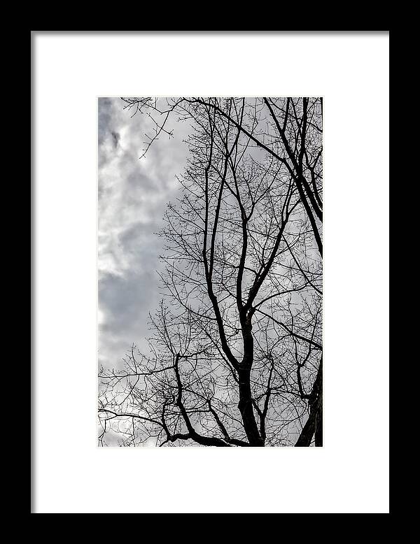 Trees Framed Print featuring the photograph Trees Sky and Clouds #31 by Robert Ullmann