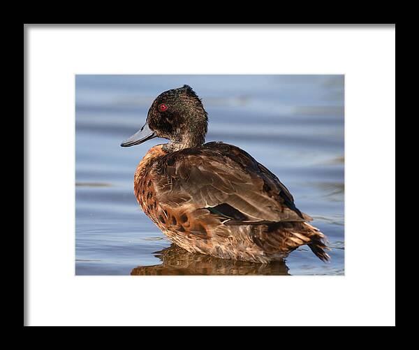 Duck Framed Print featuring the photograph Duck #32 by Masami Iida