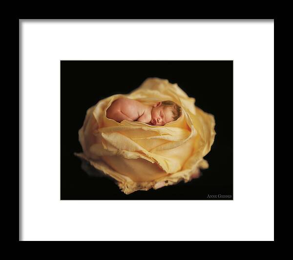 Rose Framed Print featuring the photograph Garden Rose by Anne Geddes
