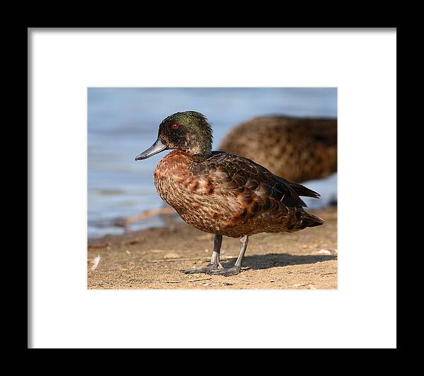Duck Framed Print featuring the photograph Duck #33 by Masami Iida