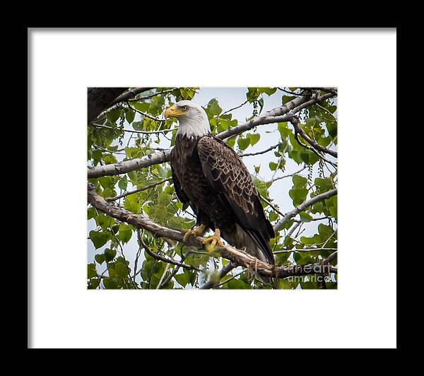 Bald Eagle Framed Print featuring the photograph Bald Eagle #34 by Ronald Grogan