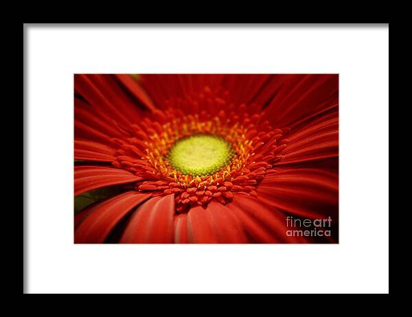 Gerber Daisy Framed Print featuring the photograph Flowers #35 by Deena Withycombe