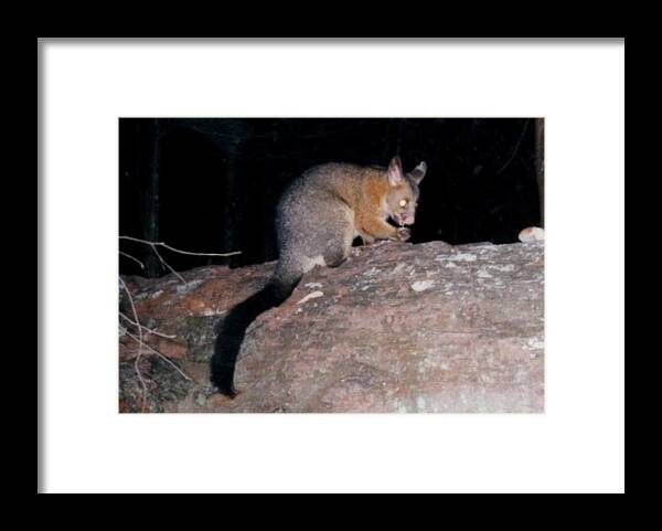  Framed Print featuring the photograph Australian native animals #35 by Peter Halmos