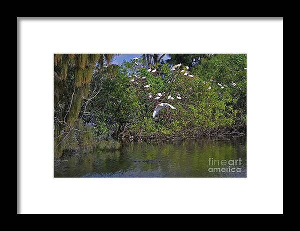  Ibis Framed Print featuring the photograph 38- Alligator and Ibis by Joseph Keane