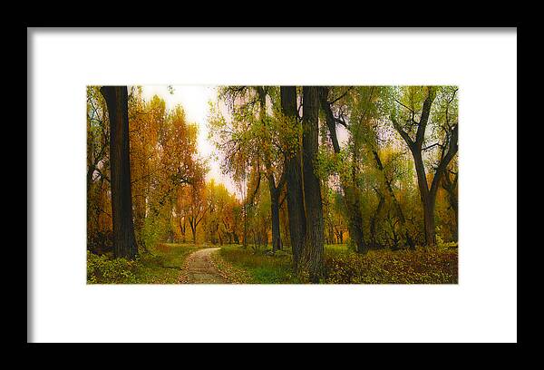 Trees Framed Print featuring the photograph 3989 by Peter Holme III