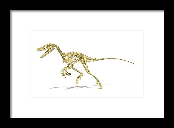 Three Dimensional Framed Print featuring the digital art 3d Rendering Of A Velociraptor Dinosaur by Leonello Calvetti