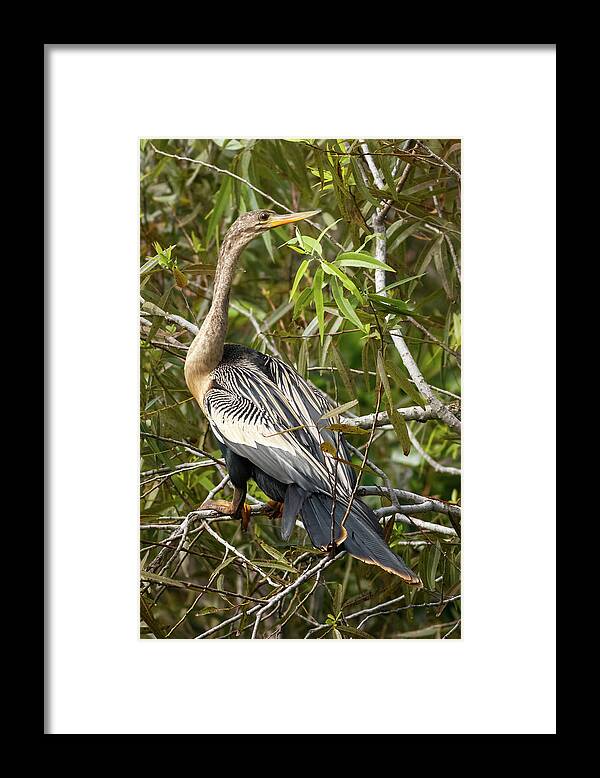 Bird Framed Print featuring the photograph Anhinga Shark Valley Everglades Florida by Adam Rainoff