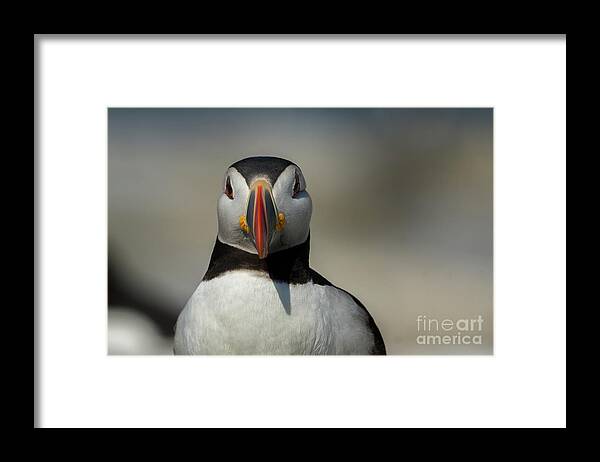 Atlantic Puffin Framed Print featuring the photograph Atlantic Puffin #5 by Craig Shaknis