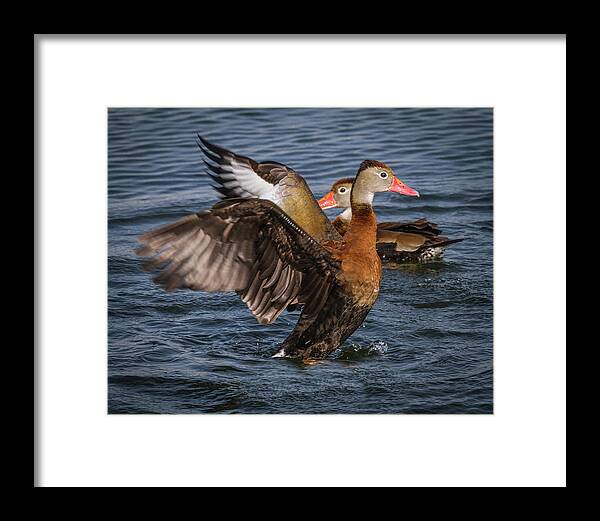 Arizona Framed Print featuring the photograph Black-bellied Whistling Duck #4 by Ronald Lutz