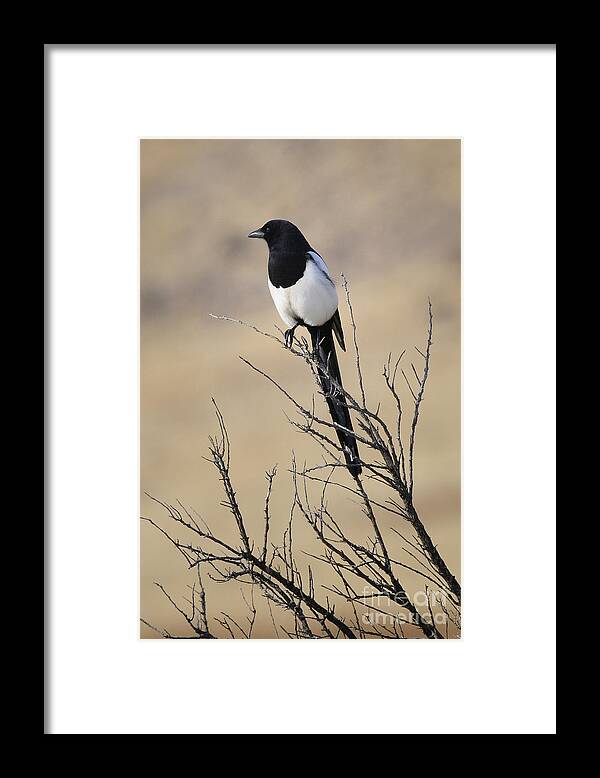 Birds Framed Print featuring the photograph Black-billed Magpie by Dennis Hammer