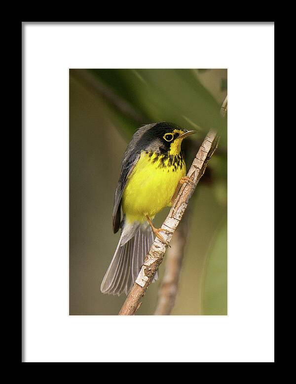 Bird Framed Print featuring the photograph Canada Warbler #4 by Alan Lenk