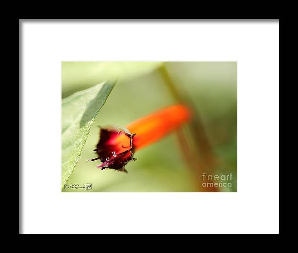 Mccombie Framed Print featuring the photograph Cigar Flower named Dynamite #3 by J McCombie