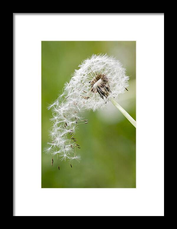 Dandelion Framed Print featuring the photograph Dandelion #4 by Falko Follert