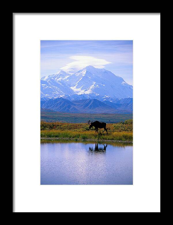 Animal Art Framed Print featuring the photograph Denali National Park #4 by John Hyde - Printscapes