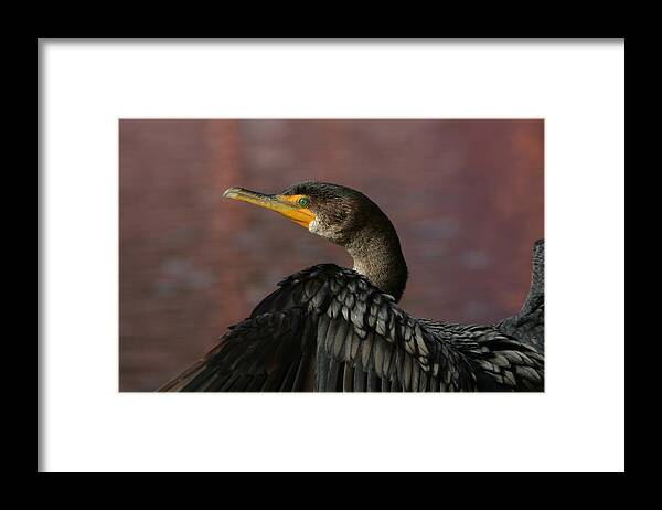Cormorant Framed Print featuring the photograph Drying Out #4 by Fraida Gutovich